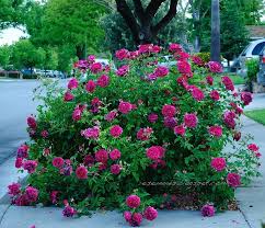 I Want To Be Her Neighbour Rose Garden Landscape Flower Garden Rose
