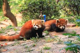 The panda loses its footing. One Day Family Trip With Kids Panda Visit And Culture Activities Experience Marriott