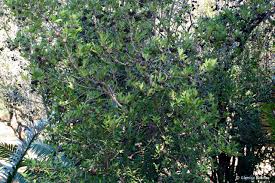 Image result for Rothmannia globosa