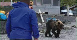ボード bear のピン