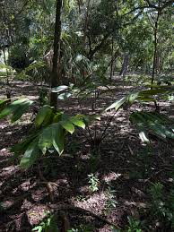 Image result for Erythrococca zambesiaca