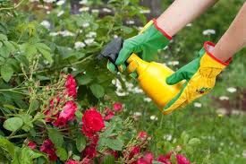 Resultado de imagen para fungicida ecologico para plantas