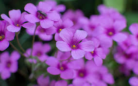 See the best library of photos and images from jooinn. Free Photo Beautiful Flowers Blooming Flower Fragrance Free Download Jooinn