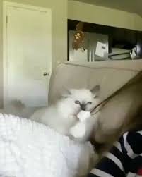 Manyahlik Kanimizda Var Moruqqq Kedi Kediler Kedicikler Kedim Cats Crazy Cats Cat Gif