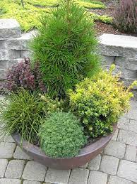 Maybe you would like to learn more about one of these? Dwarf Evergreens In Containers 2 This Is At Iseli Nurser Flickr Winter Container Gardening Plants Container Plants