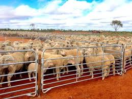 Corral Panels Temporary Livestock Fencing Of Horses Cattle Sheep Livestock Fence Horse Fencing Field Fence