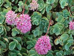 Image Result For Sedum Spp Some Are Hylotelephium Blooming Succulents Sedum Cactus And Succulents