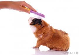 Bell bottle and hold guard small animal. Guinea Pig Getting Brushed Pet Picks