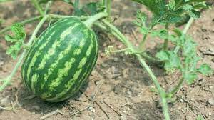 Maybe you would like to learn more about one of these? The 11 Hardest Crops To Grow Revealed Revealed Plantophiles Blog