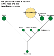 Image result for Podostemaceae