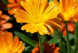 The following photos will allow you to identify yellow and orange flowering plants. 27 Types Of Orange Flowers Proflowers Blog