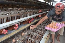 Secara umum, ayam petelur adalah ayam yang tujuan pemeliharaannya adalah untuk menghasilkan telur. Ayam Petelur Yang Sudah Habis Masa Bertelurnya Disebut Sebutkan Mendetail