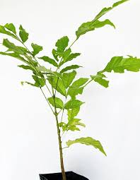 Image result for Markhamia lutea