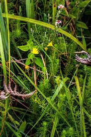 Image result for Ypsilopus erectus