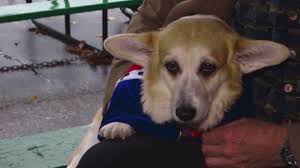 Apply to warehouse worker, stocker, senior office clerk and more! Corgis In The Park Expected To Be Bigger Than Ever Wzzm13 Com