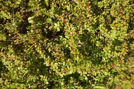 Image result for Grona afra