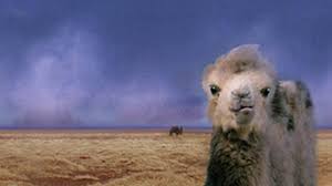The actors on this list are ranked according to mubi users rating. The Story Of The Weeping Camel Documentary Heaven