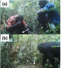 Image result for Caloncoba crepiniana