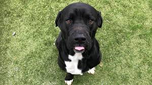 Find forsyth apartments, condos, town homes, single family homes and much more on trulia. Adopt A Pet Virtually At The Forsyth County Animal Shelter 11alive Com