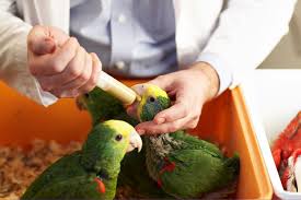 Psittacine Pediatrics Housing And Feeding Of Baby Parrots Hari