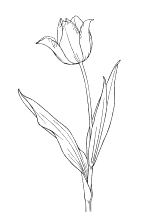Die schönsten blumen für ihre liebsten von blume2000.de. Malvorlagen Blumen Und Bluten Ausmalbilder Fur Kinder