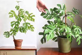 คนส่วนใหญ่เรียกต้นนี้กันติดปากว่า จินนี่ มาจากชื่อ philodendron ginny (ชื่อจริงอย่างเป็นทางการของมันคือ rhaphidophora terrasperma ซึ่งคงไม่มีใครเรียก) แต่บางคนก็. Gq à¸ˆ à¸™à¸™ à¸¡à¸­à¸™à¸ªà¹€à¸•à¸­à¸£ à¸²à¸ž à¸™à¸˜ à¸ˆ à¸§ à¹€à¸¥ à¸¢à¸‡à¸‡ à¸²à¸¢à¹à¸¥à¸°à¸® à¸›à¸¡à¸²à¸à¹ƒà¸™à¸•à¸­à¸™à¸™
