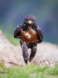 Ontario needs to 'massively scale u. 1040 Gambar Burung Elang Dan Harimau Terbaik Gambar Hewan