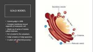 What is the main function of the golgi body in an animal cell. Biology Golgi Apparatus Structure And Function Of Golgi Body Youtube
