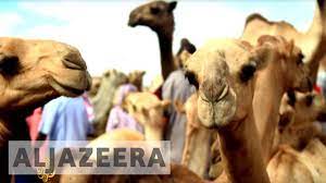 See more of camel information center on facebook. Somali Camel Traders Pay The Price Of War In Yemen Youtube