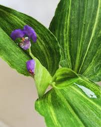 Image result for Commelina congesta