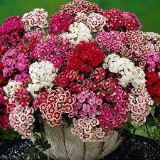 Sweet William Mix 50 Seeds Dianthus Barbatus Etsy Sweet William Biennial Plants Dianthus Flowers