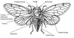 Black And White Insect With Wings Respiration The Air Enters Through The Spiracle And From There The Cicada Insects Cicada Tattoo