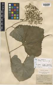 Image result for Vernonia glabra