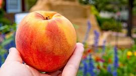Peddler's Peach Festival