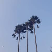 Davis Leon Palsha Sitorus