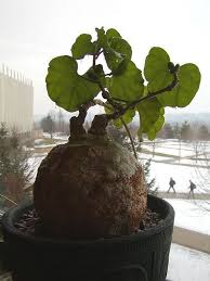 Image result for Pyrenacantha