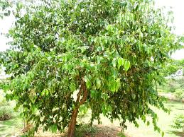 Image result for Psydrax