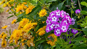 They require less work compared to annuals, and depending on the plant, replanting is often known for its fragrant flowers, this beautiful perennial can be seen in many different shades of purple, lavender, blue, pink, red, and white, says ghitelman. Best Perennials For New Gardeners Garden Gate