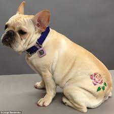 Animal tattoo layouts make an outstanding selection if you want to stress specific elements of your individuality. The Rise Of Tattoos For Dogs Extreme Grooming Trend Sees New York S Most Pampered Pups Sport Crystal Butterflies And Roses Daily Mail Online