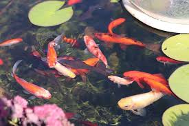 Die männlichen fische werden im alter von drei bis vier jahren geschlechtsreif. Wie Alt Werden Goldfische Lebenserwartung Im Teich