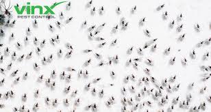 Find 1 listings related to do it yourself pest control in pearland on yp.com. Diy Pest Control Do It Yourself Master Guide Vinx Pest Control