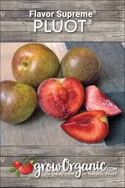 We did not find results for: Flavor Supreme Pluot Tree Semi Dwarf Flavors Fruit Fruit Trees