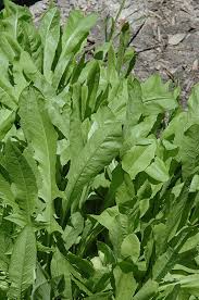 Image result for Cichorium