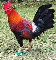 Ada beberapa faktor yang menentukan keunggulan seekor ayam bangkok di arena, yaitu jenis, tampilan bentuk fisik, sisik kaki. Gambar Ayam Philipina Sabung Ayam Online Ayam Aduan Filipina Ini Jelas Berasal Dari Filipina Sesuai Namanya Ayam Aduan Filipina Merupakan Salah Satu A Ayam Filipina Burung Cantik Download Now Jenis