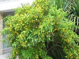 Gardenia Carinata Golden Gardenia Gardenia Plants Garden