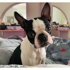 Can A Boston Terrier Be Left Alone? Alternatives & Care Tips – Dogster