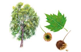 Which trees produce spiked round balls? A Simple Guide To Identifying British Trees Country Life
