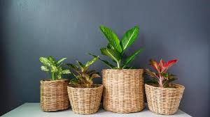 Jual beli bunga hias adenium bahan bonsai mame percabangan #adeniumarabicumjogja.silahkan, untuk pemesanan dapat menghubungi admin : 5 Tips Agar Tak Tertipu Saat Beli Tanaman Hias Aglaonema