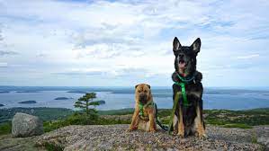 The Most Dog Friendly National Parks In America Gopetfriendly