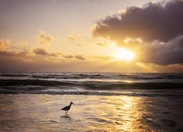 Why do snowbirds go to florida? Some Snowbirds Headed North Are Being Told To Stay In Their Southern Nests Npr